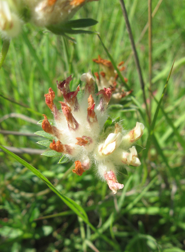 Image of Anthyllis biebersteiniana specimen.