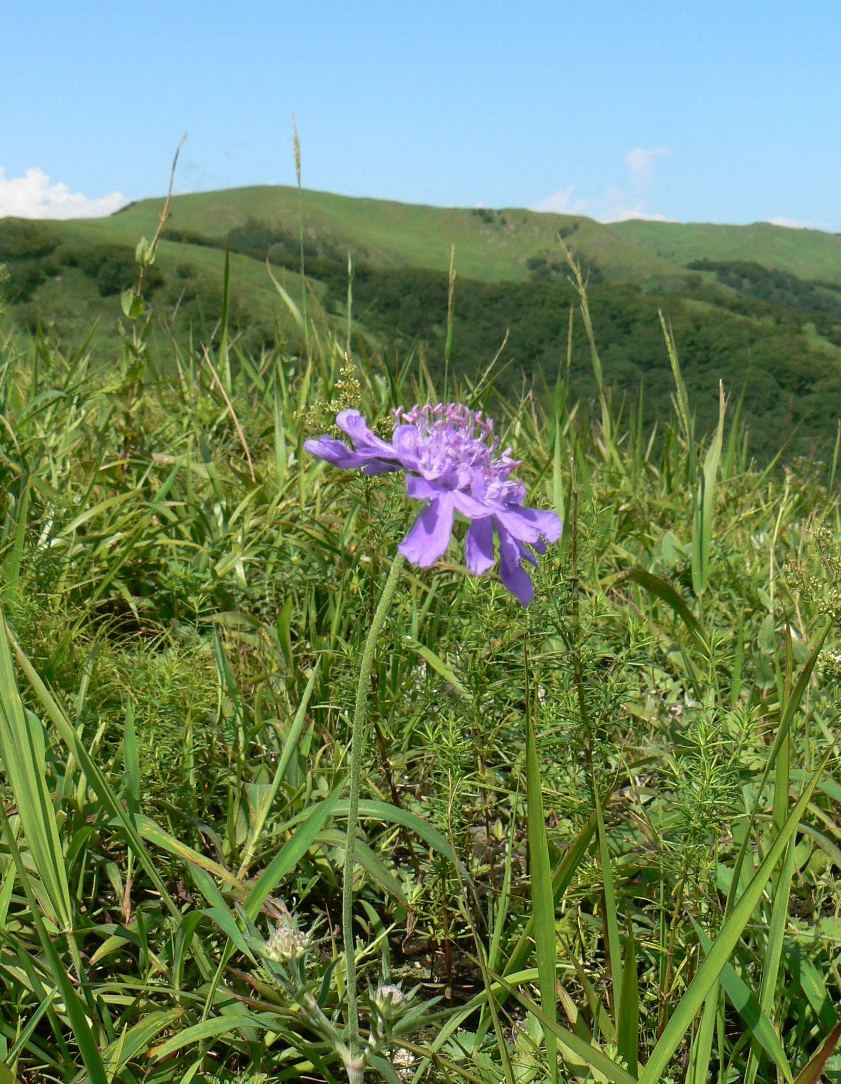 Image of Scabiosa lachnophylla specimen.
