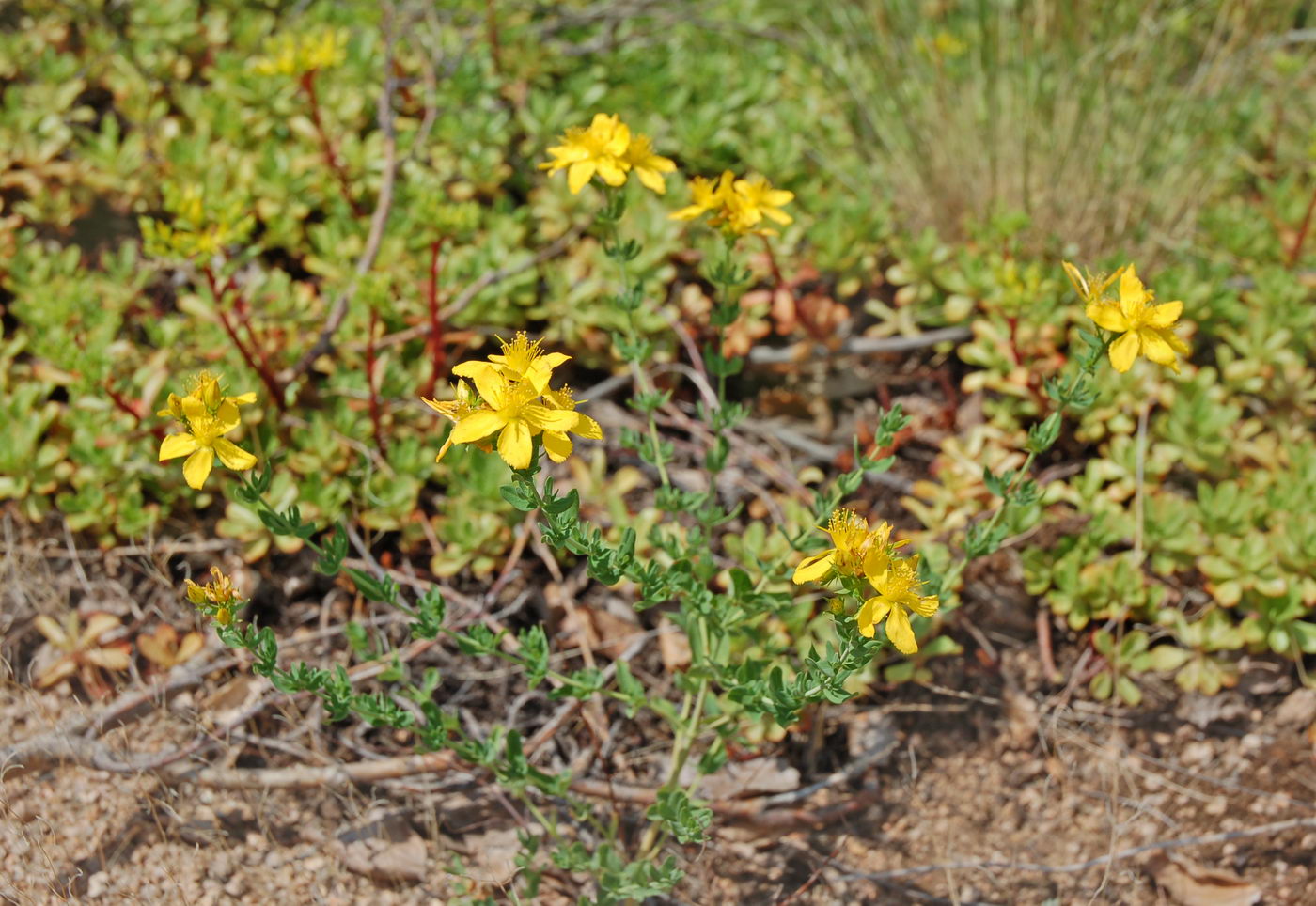 Изображение особи Hypericum perforatum.