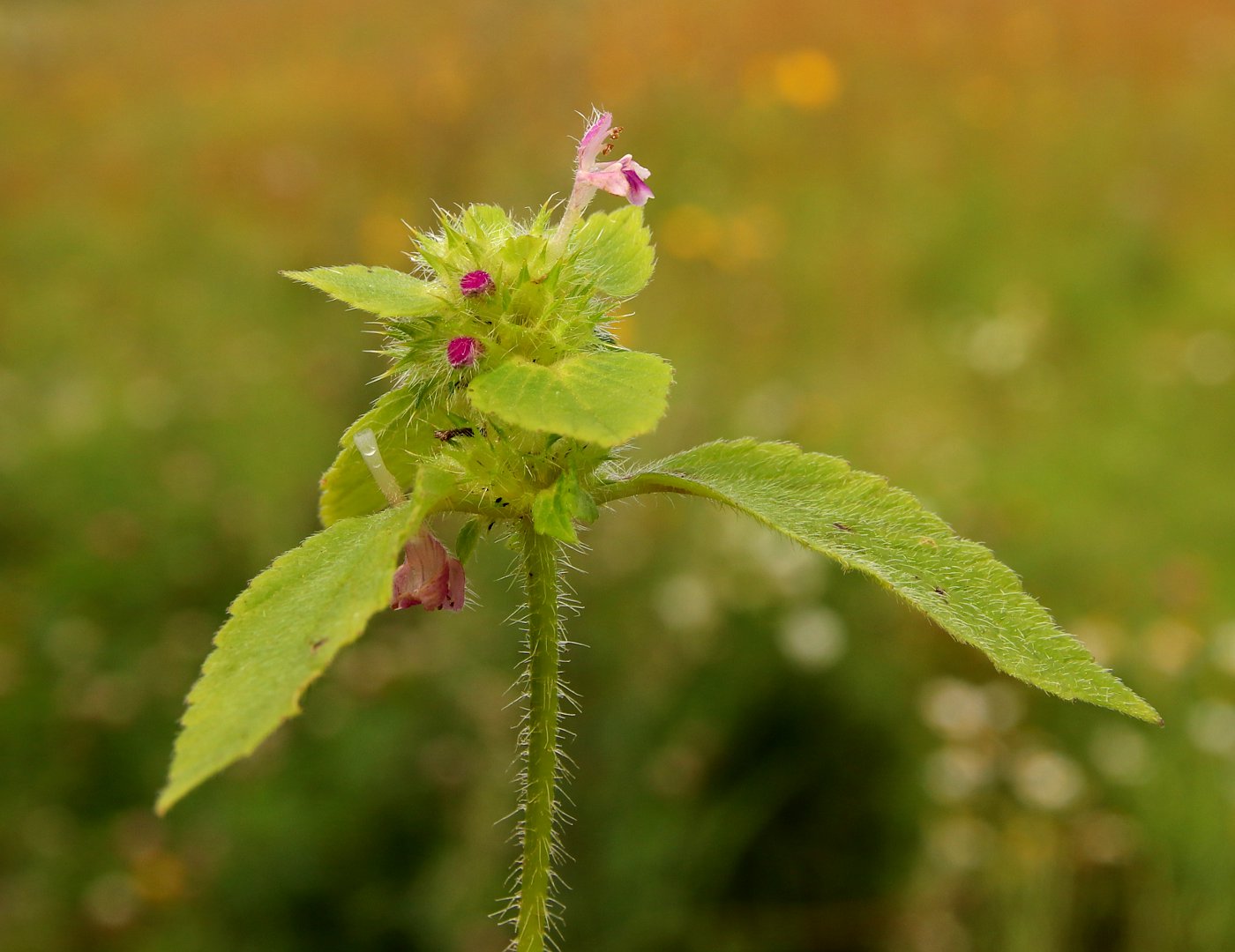 Image of Galeopsis bifida specimen.