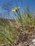 Tragopogon brevirostris