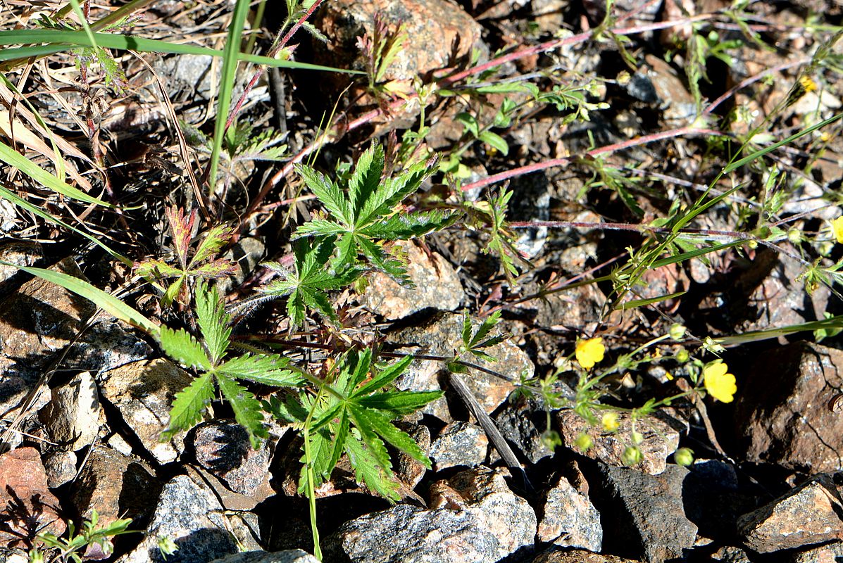 Image of Potentilla goldbachii specimen.