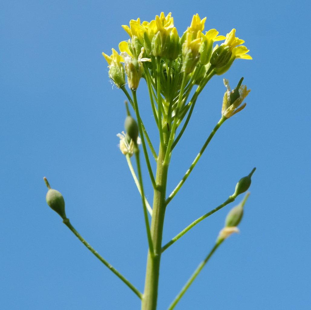 Image of genus Camelina specimen.