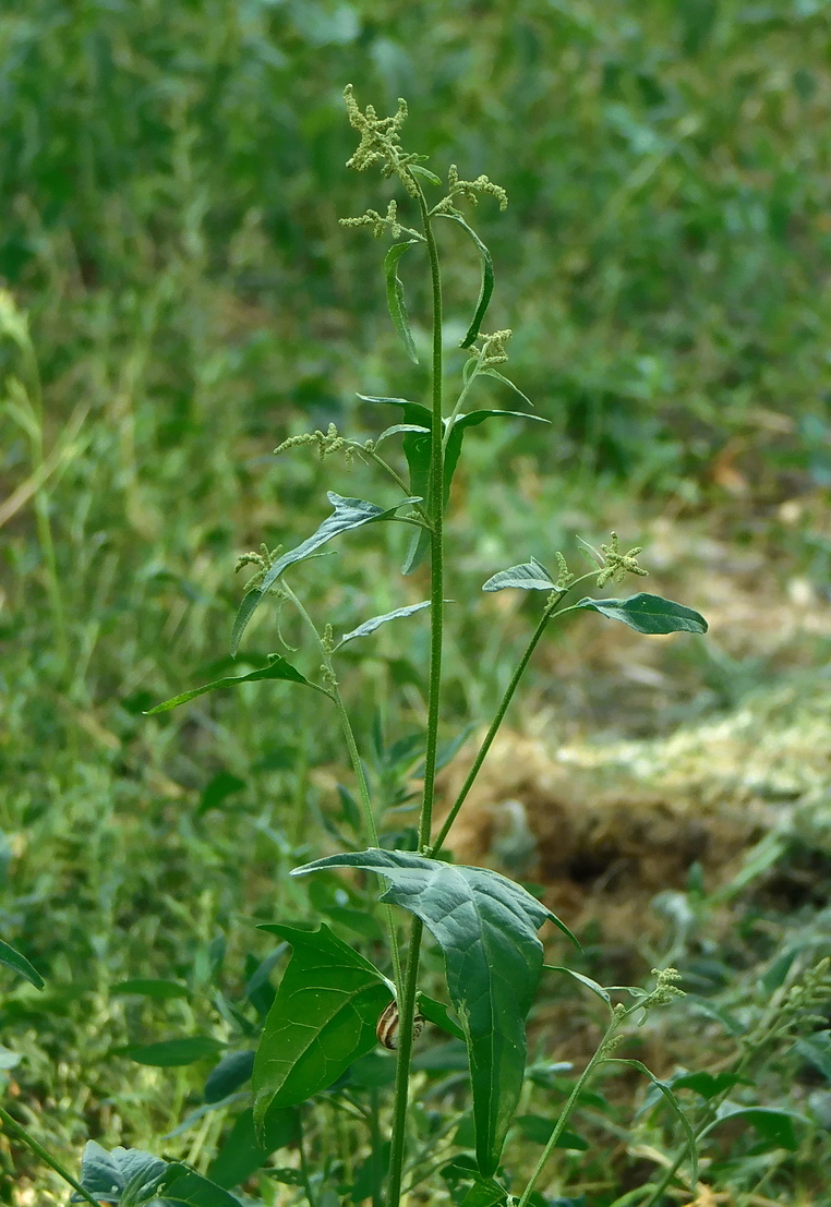 Изображение особи Atriplex micrantha.