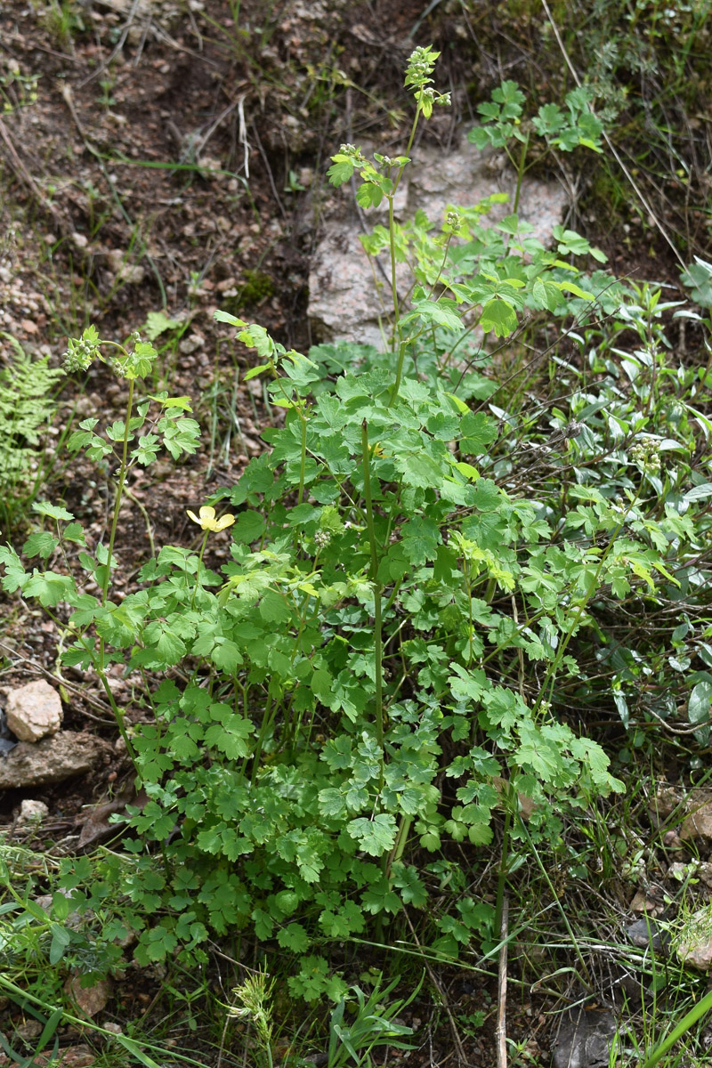 Image of Thalictrum minus specimen.