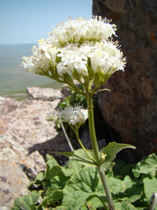 Image of Valeriana tiliifolia specimen.