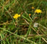 Picris hieracioides