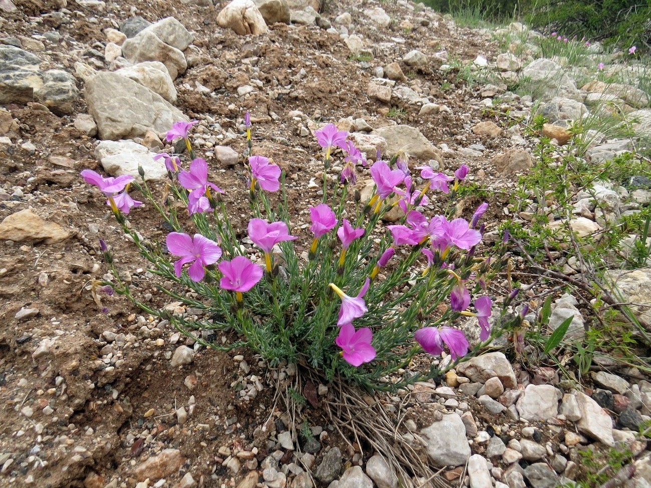 Image of Linum olgae specimen.