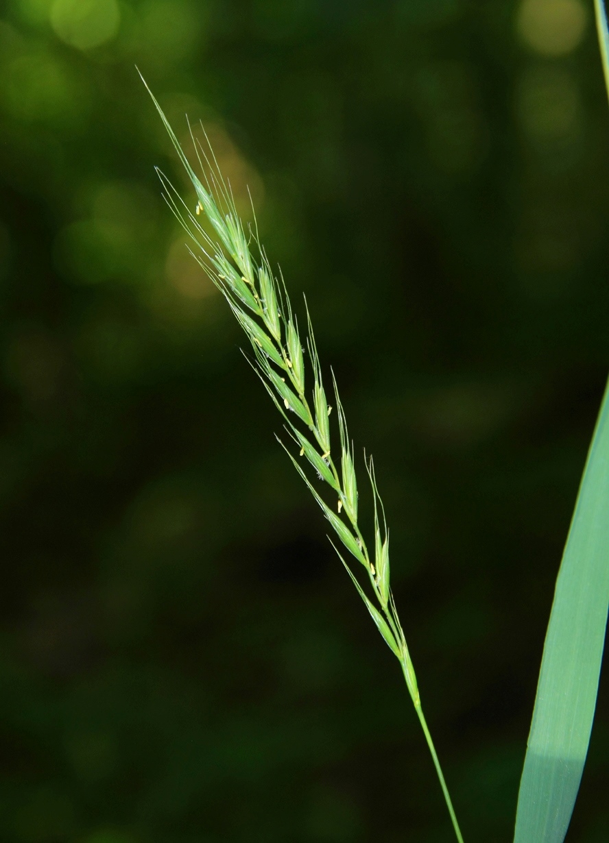 Изображение особи Elymus caninus.