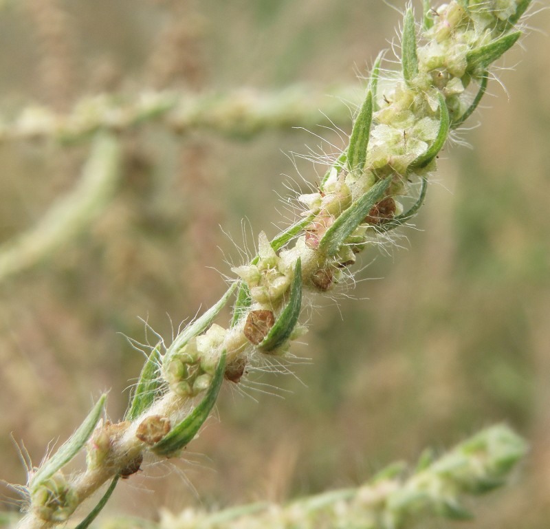 Image of Bassia scoparia specimen.