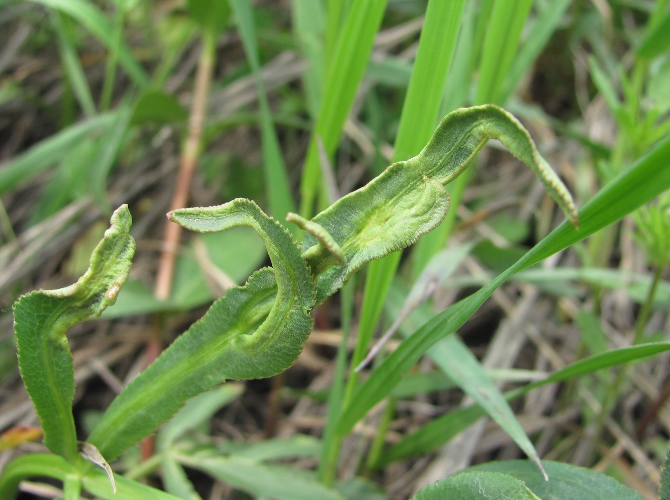 Изображение особи Falcaria vulgaris.