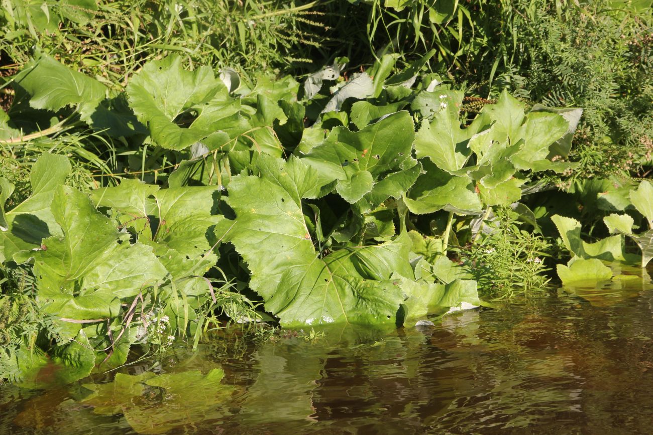 Image of Petasites spurius specimen.