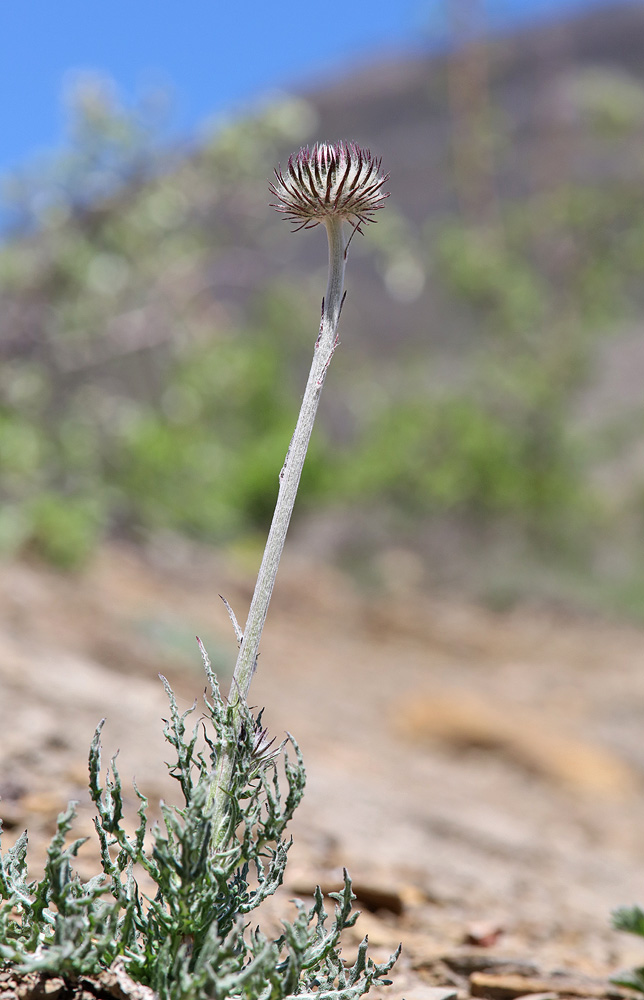 Image of Jurinea roegneri specimen.