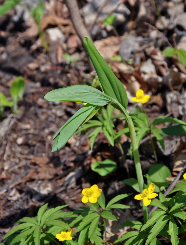 Image of Polygonatum odoratum specimen.