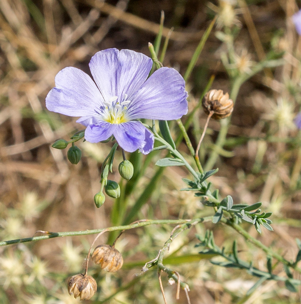 Image of Linum austriacum specimen.