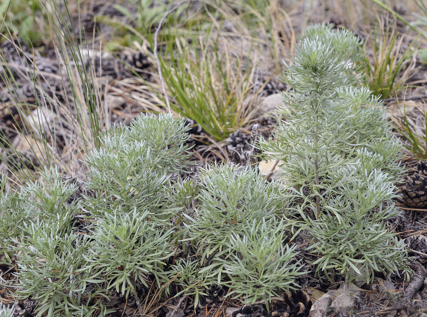 Image of Artemisia sericea specimen.