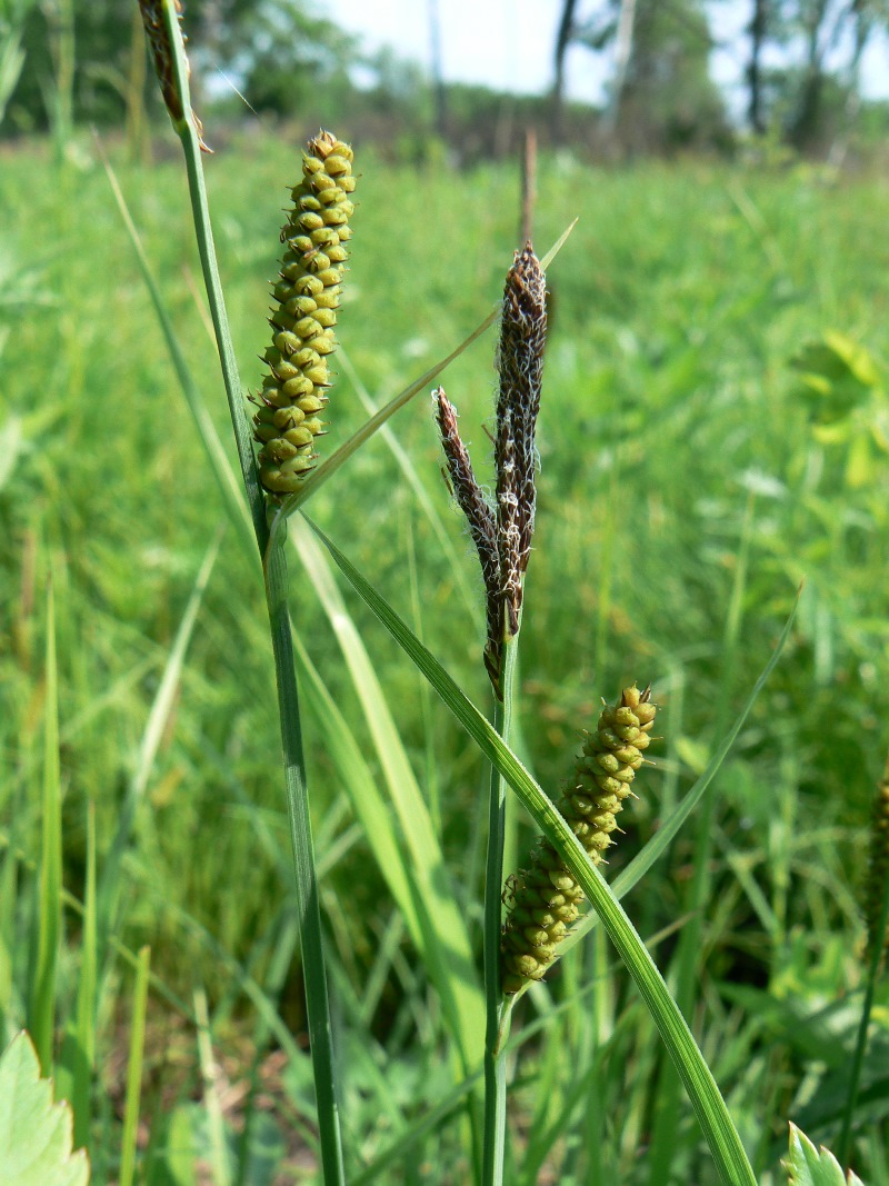 Изображение особи Carex schmidtii.