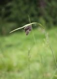 Carex aterrima