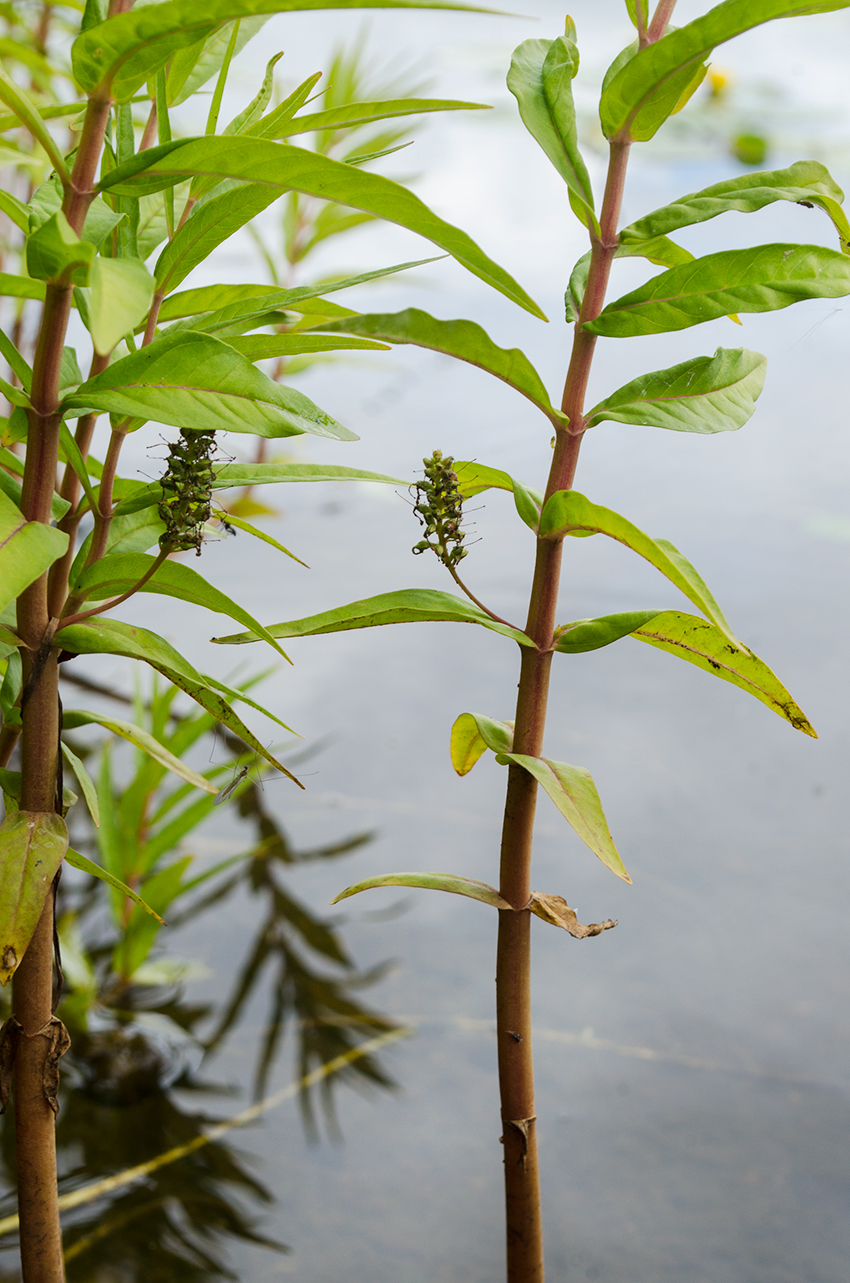 Изображение особи Naumburgia thyrsiflora.