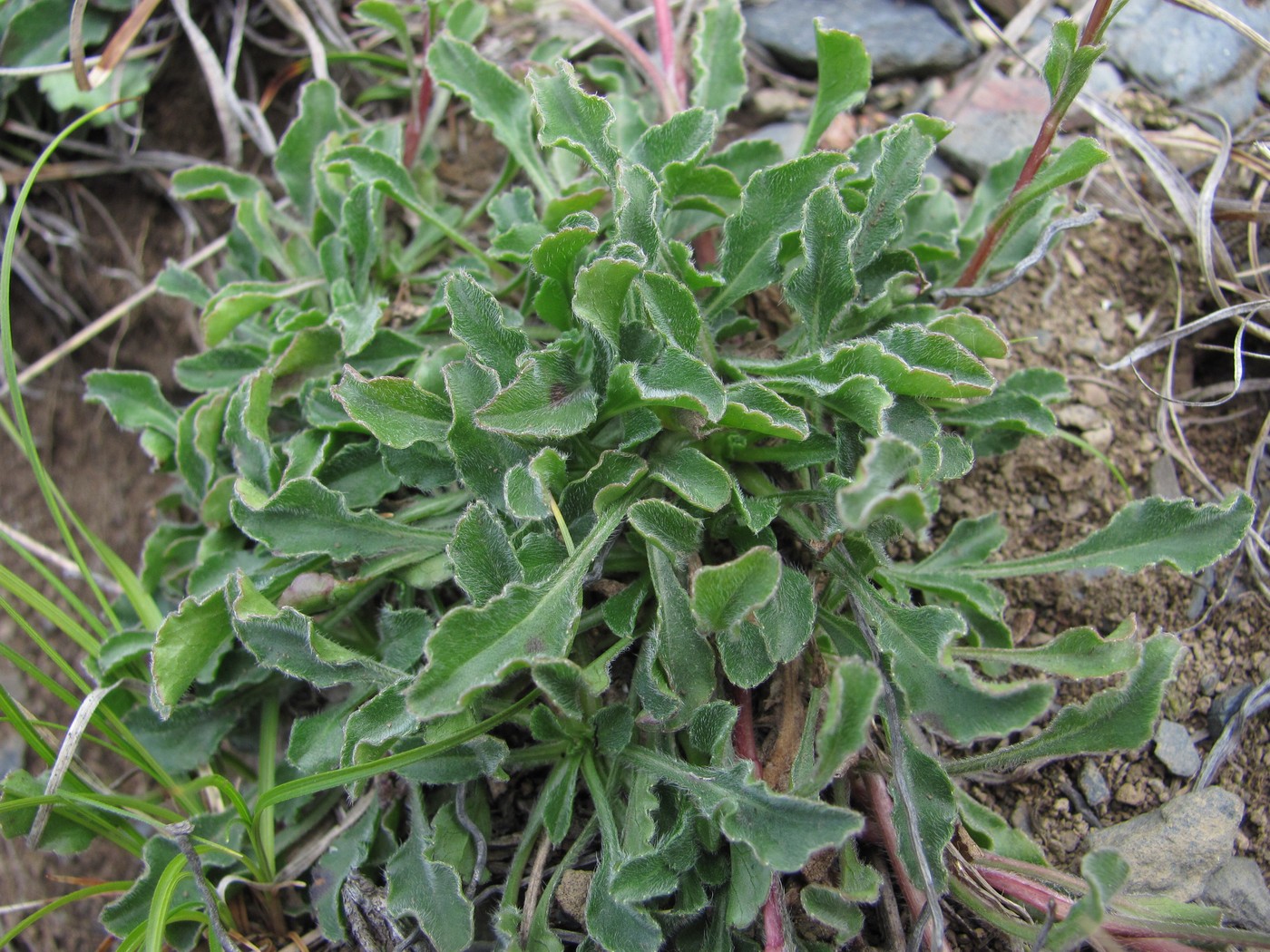 Изображение особи Campanula saxifraga.