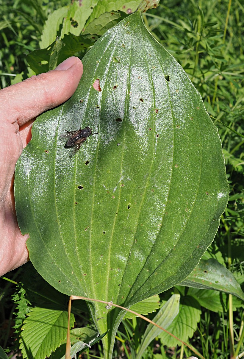 Image of Plantago maxima specimen.