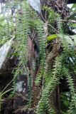 genus Huperzia. Вегетирующее растение. Малайзия, штат Саравак, округ Мири, национальный парк «Мулу». 10.03.2015.