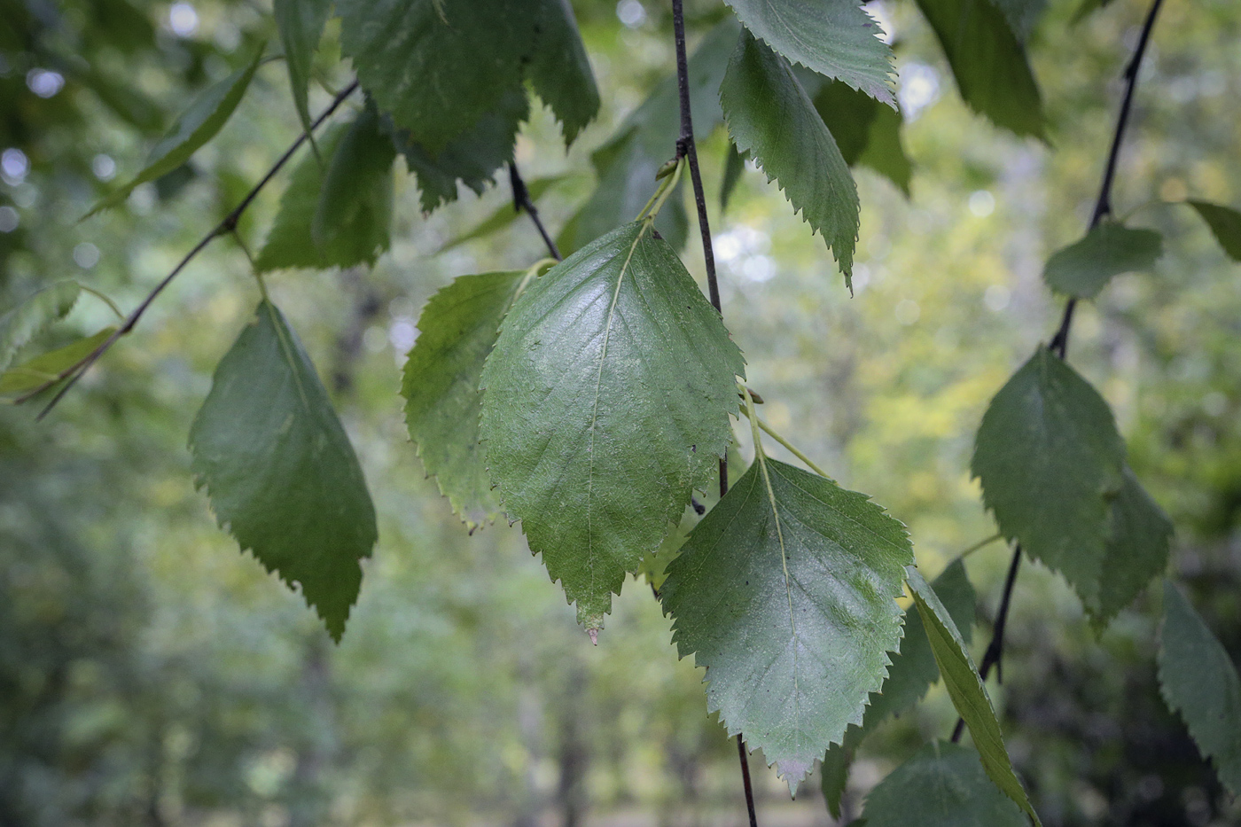 Изображение особи Betula raddeana.