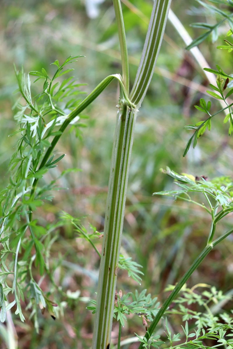 Image of Selinum carvifolia specimen.