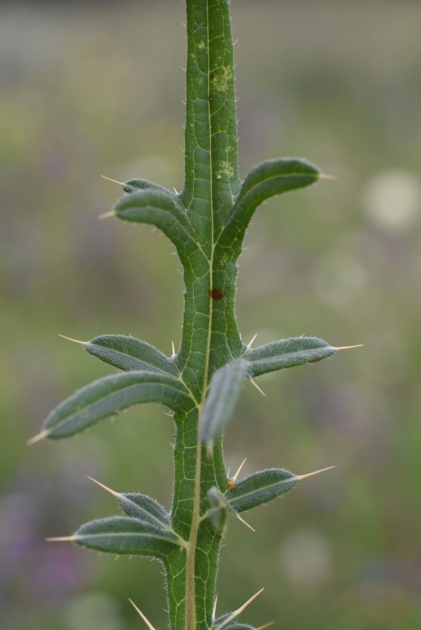 Изображение особи род Cirsium.