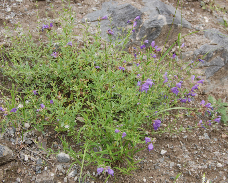 Image of Dracocephalum peregrinum specimen.