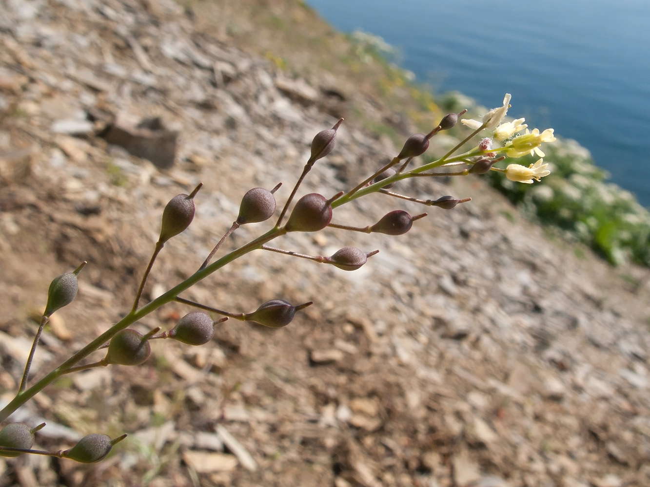 Image of Camelina microcarpa specimen.