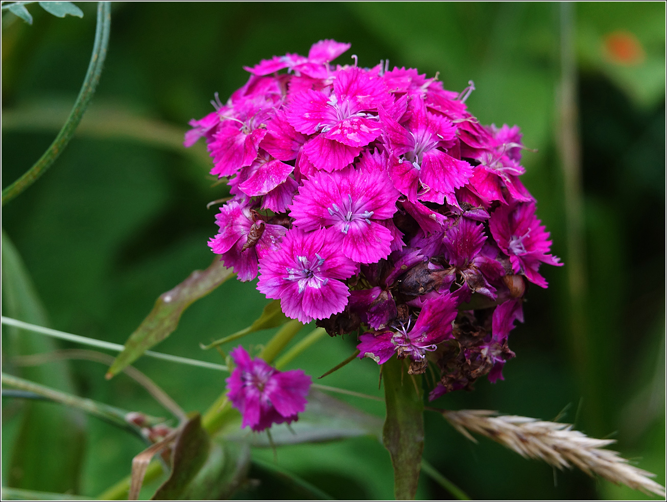 Изображение особи Dianthus barbatus.