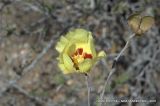 Gossypium hirsutum