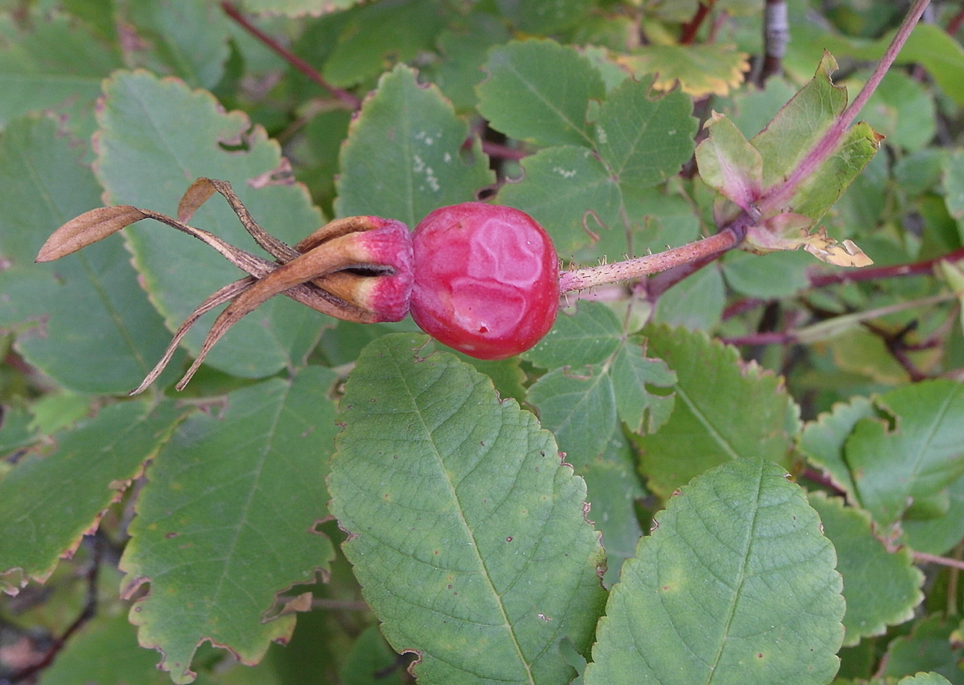 Изображение особи род Rosa.