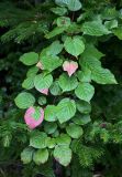 Actinidia kolomikta. Верхушка ветви. Сахалин, Корсаковский гор. округ, мыс Великан, опушка хвойного леса. 10.08.2023.