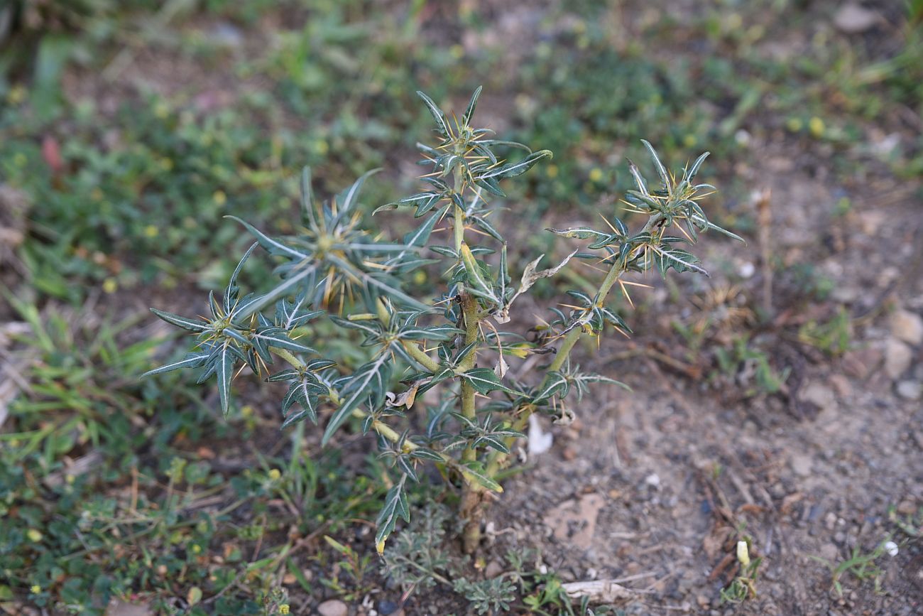 Image of Xanthium spinosum specimen.