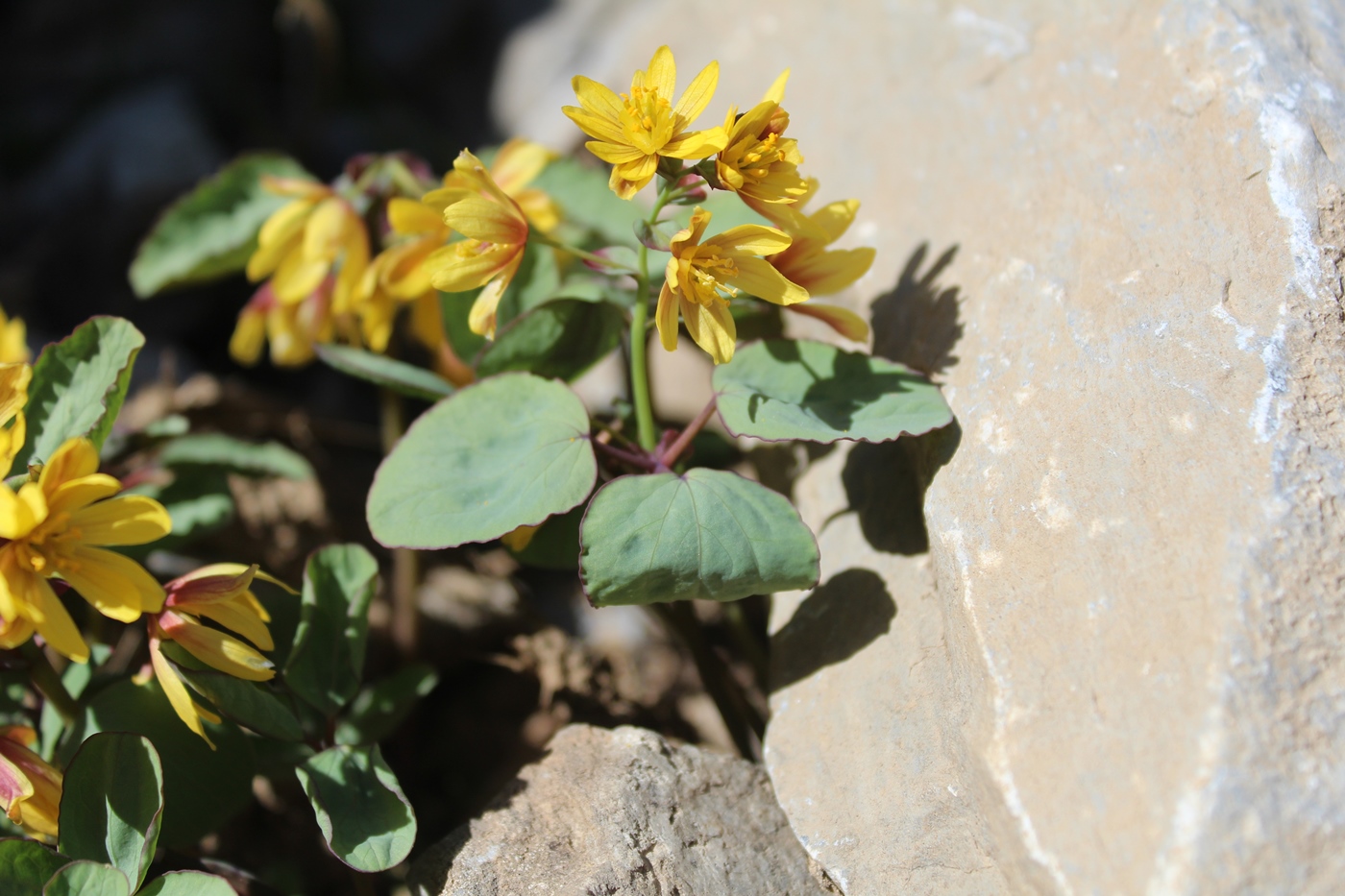 Image of Gymnospermium darwasicum specimen.