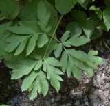 Смотреть изображение Macrosciadium physospermifolium