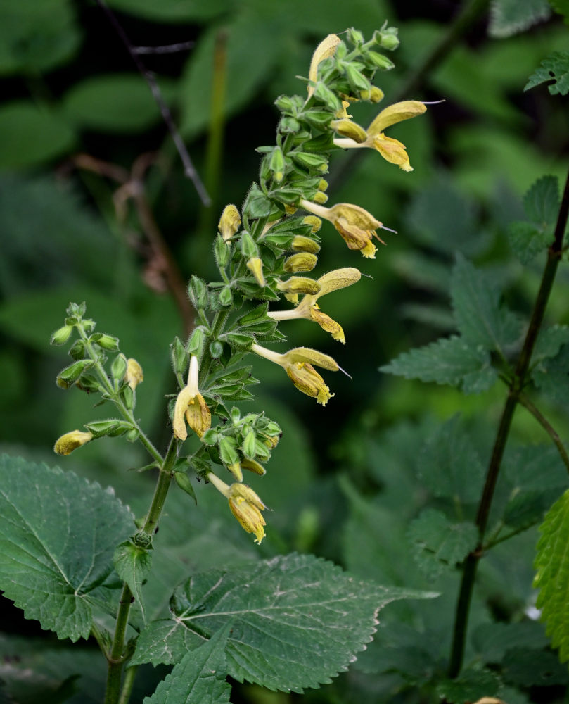 Изображение особи Salvia glutinosa.