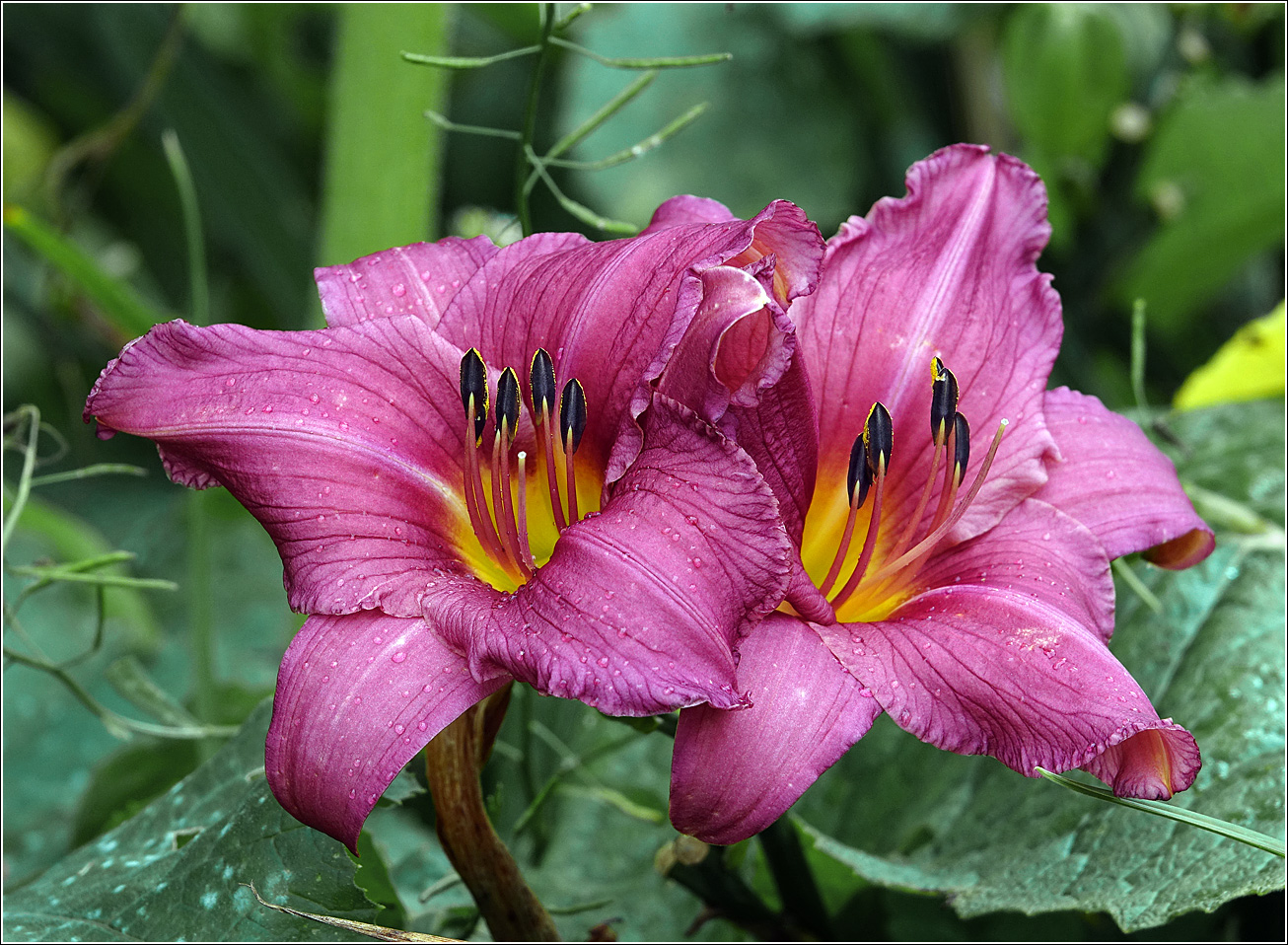 Image of Hemerocallis &times; hybrida specimen.