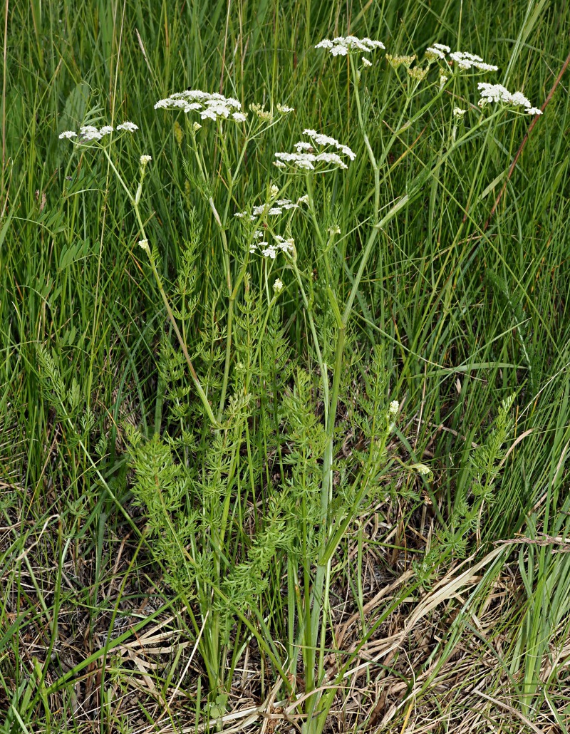 Image of Carum carvi specimen.