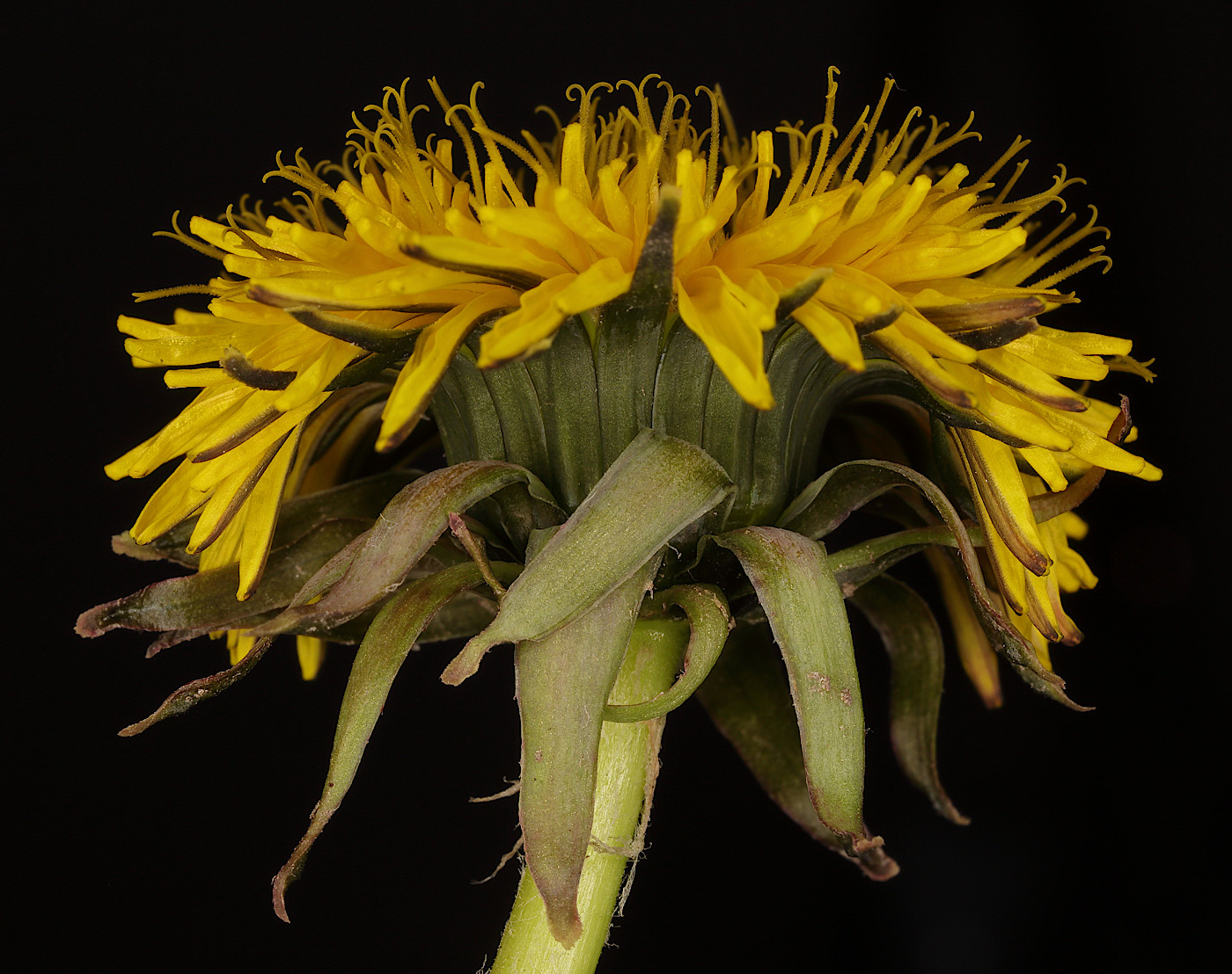 Image of genus Taraxacum specimen.