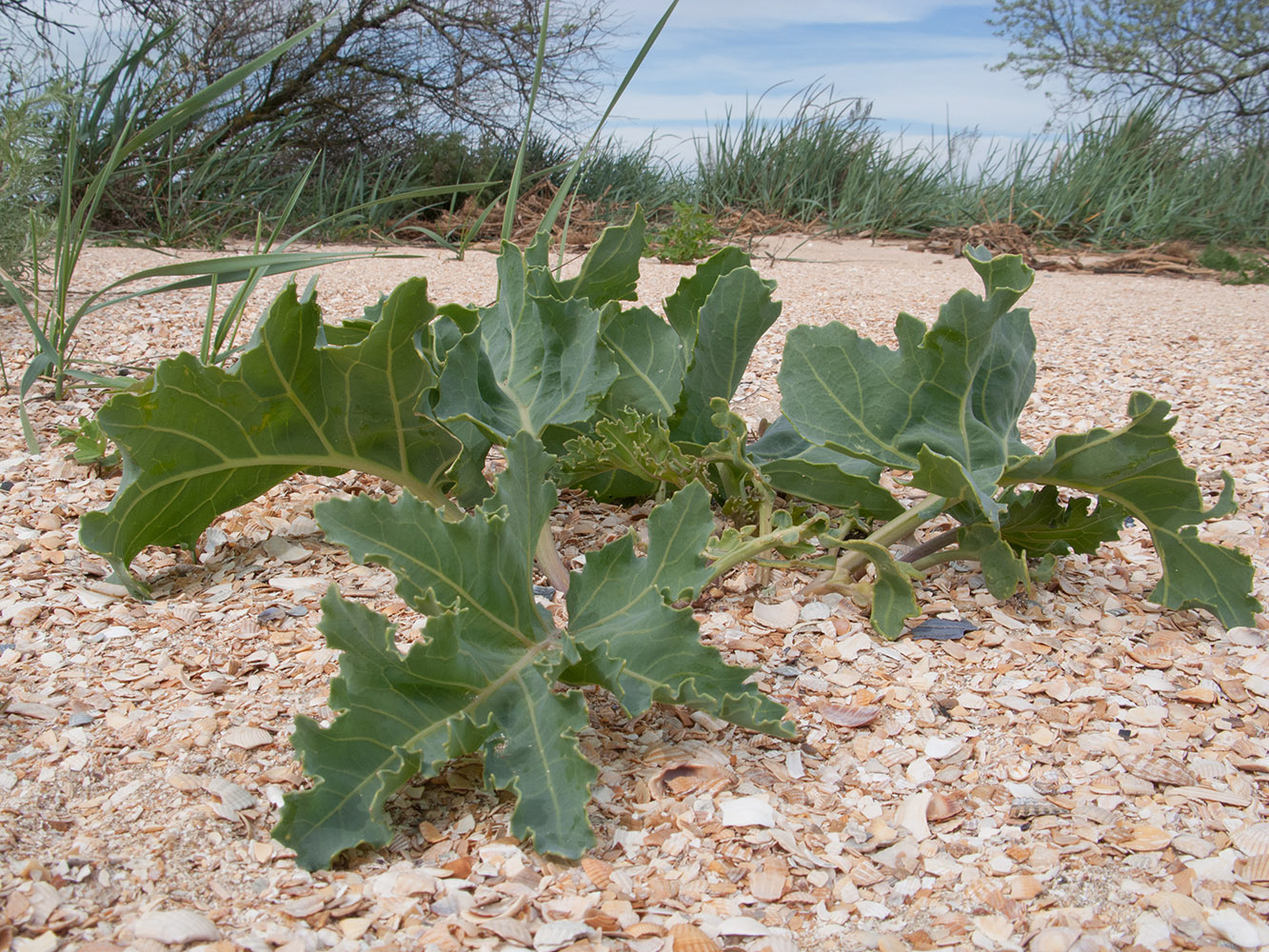 Image of Crambe maritima specimen.