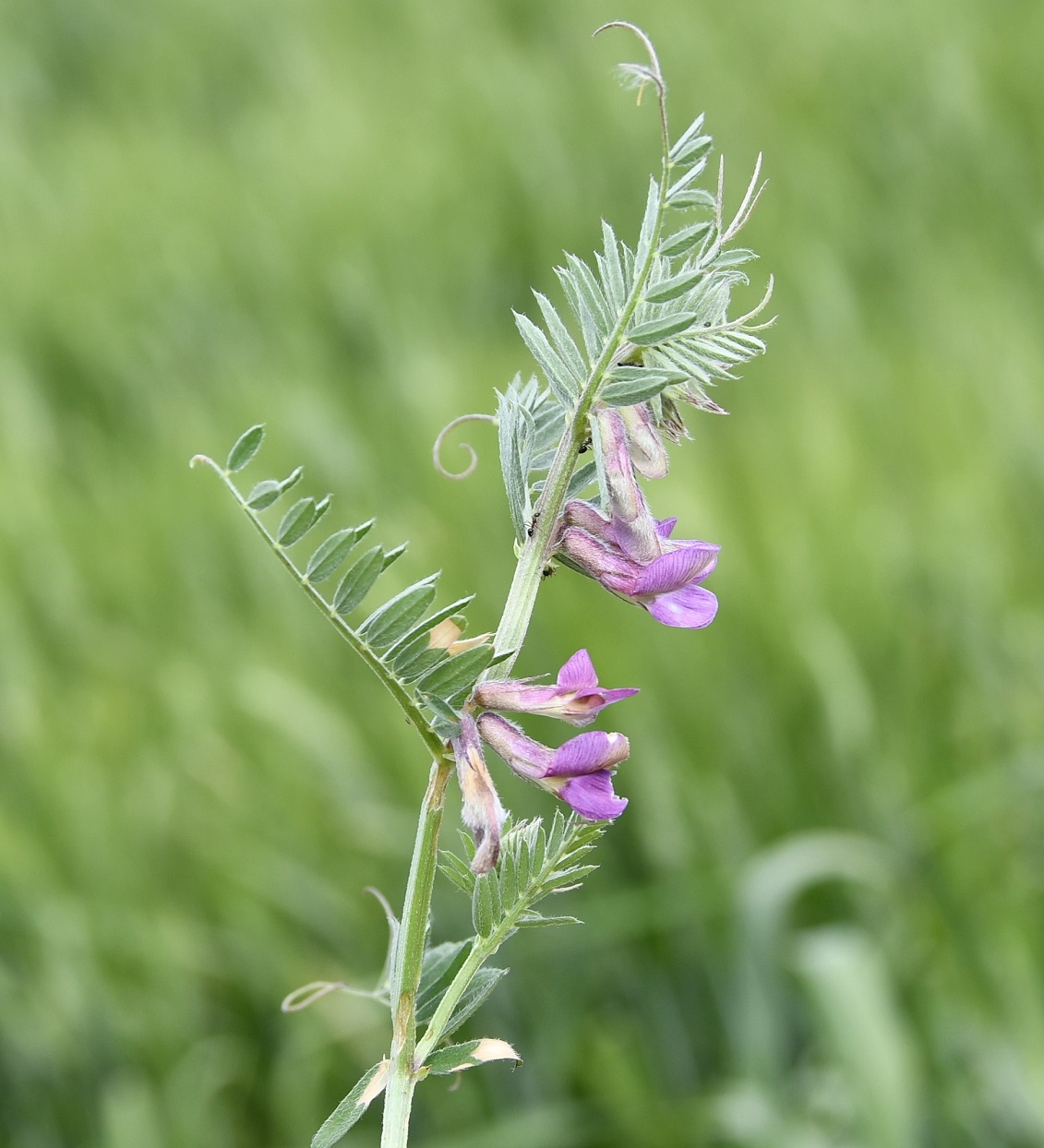 Image of Vicia striata specimen.