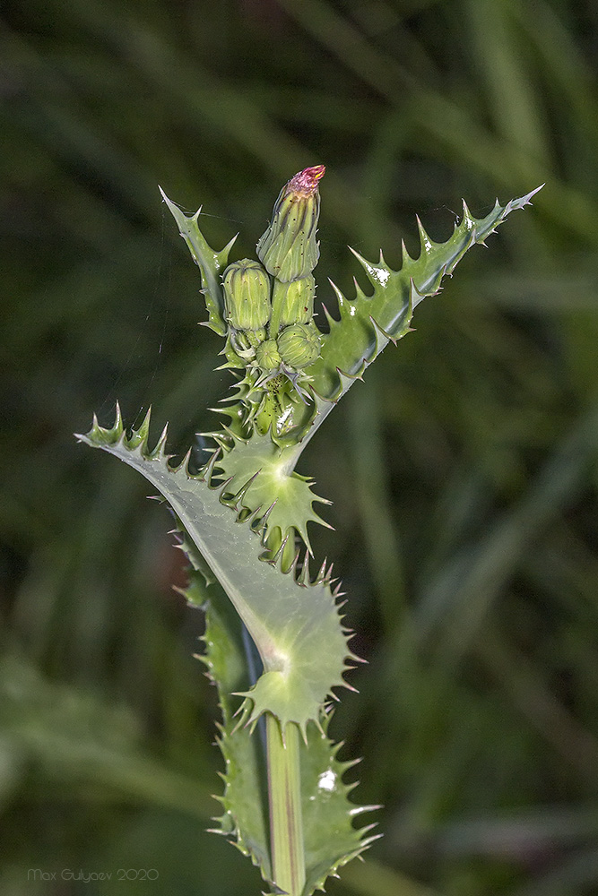 Image of Sonchus asper specimen.