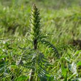 genus Pedicularis. Верхушка бутонизирующего побега. Республика Башкортостан, Хайбуллинский р-н, Акъюловский сельсовет, окр. дер. Акназарово, долина р. Сакмара, травянистый склон прибрежного скальника. 29 апреля 2024 г.