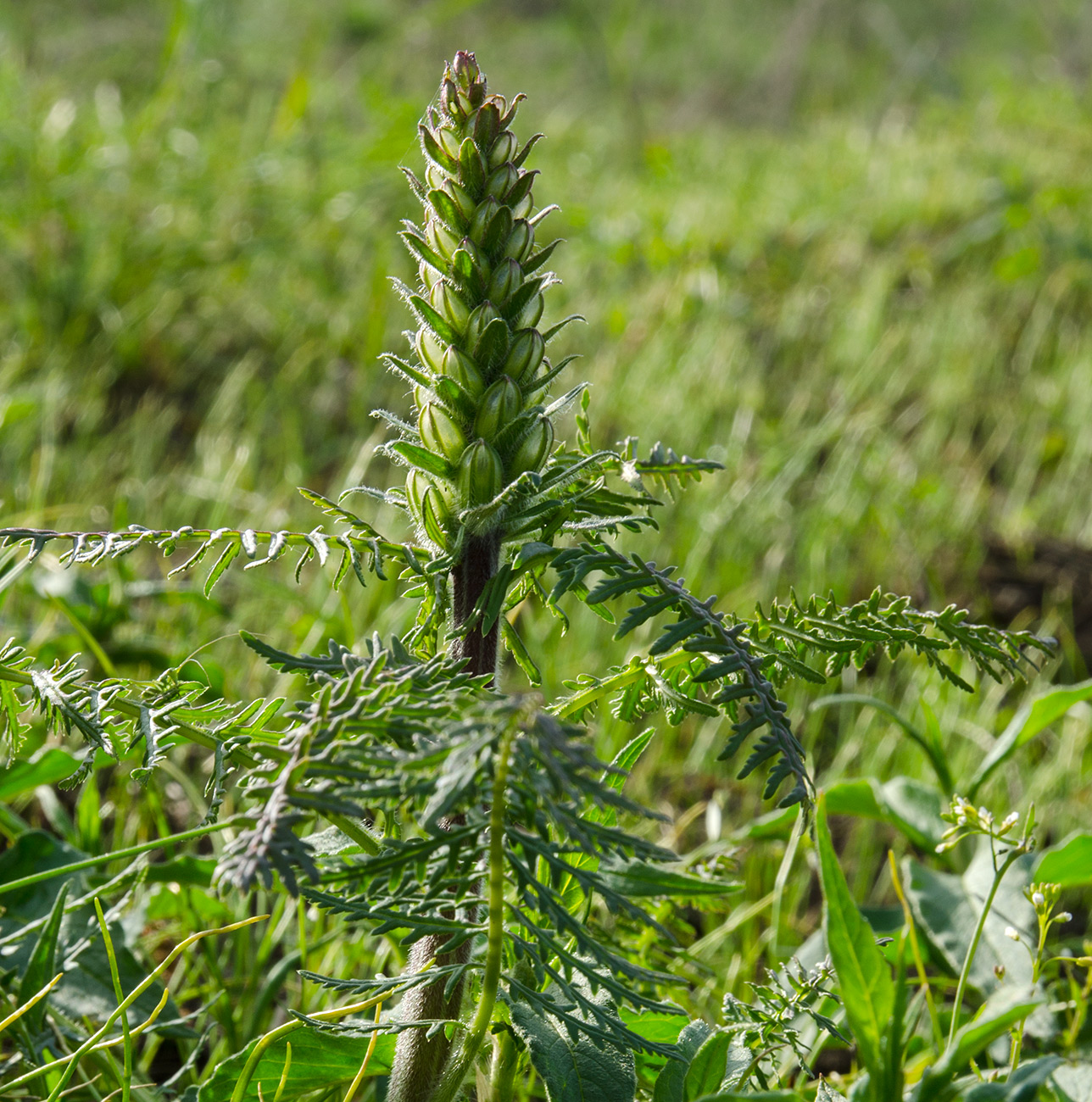 Image of genus Pedicularis specimen.