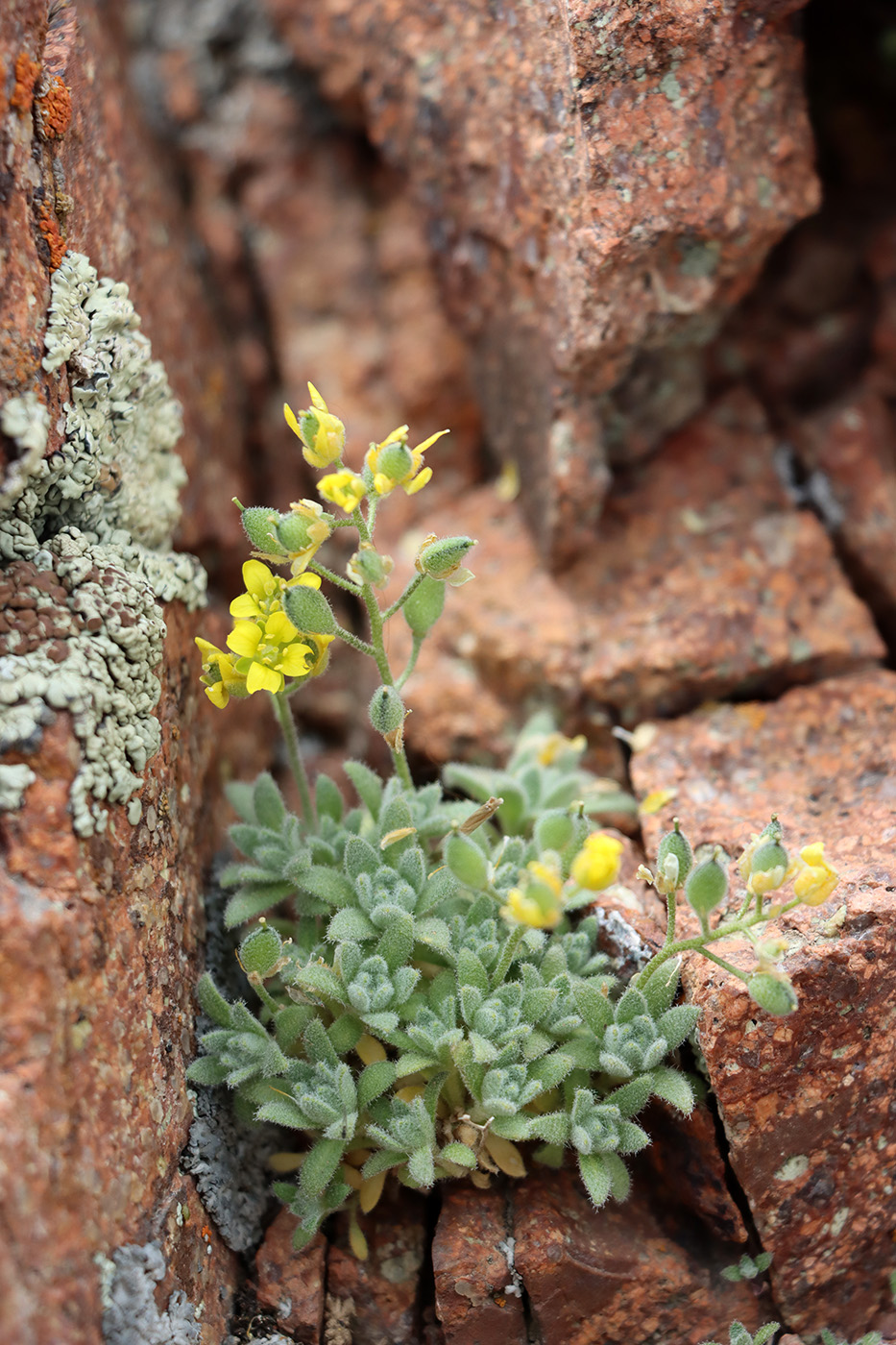 Изображение особи Draba alberti.