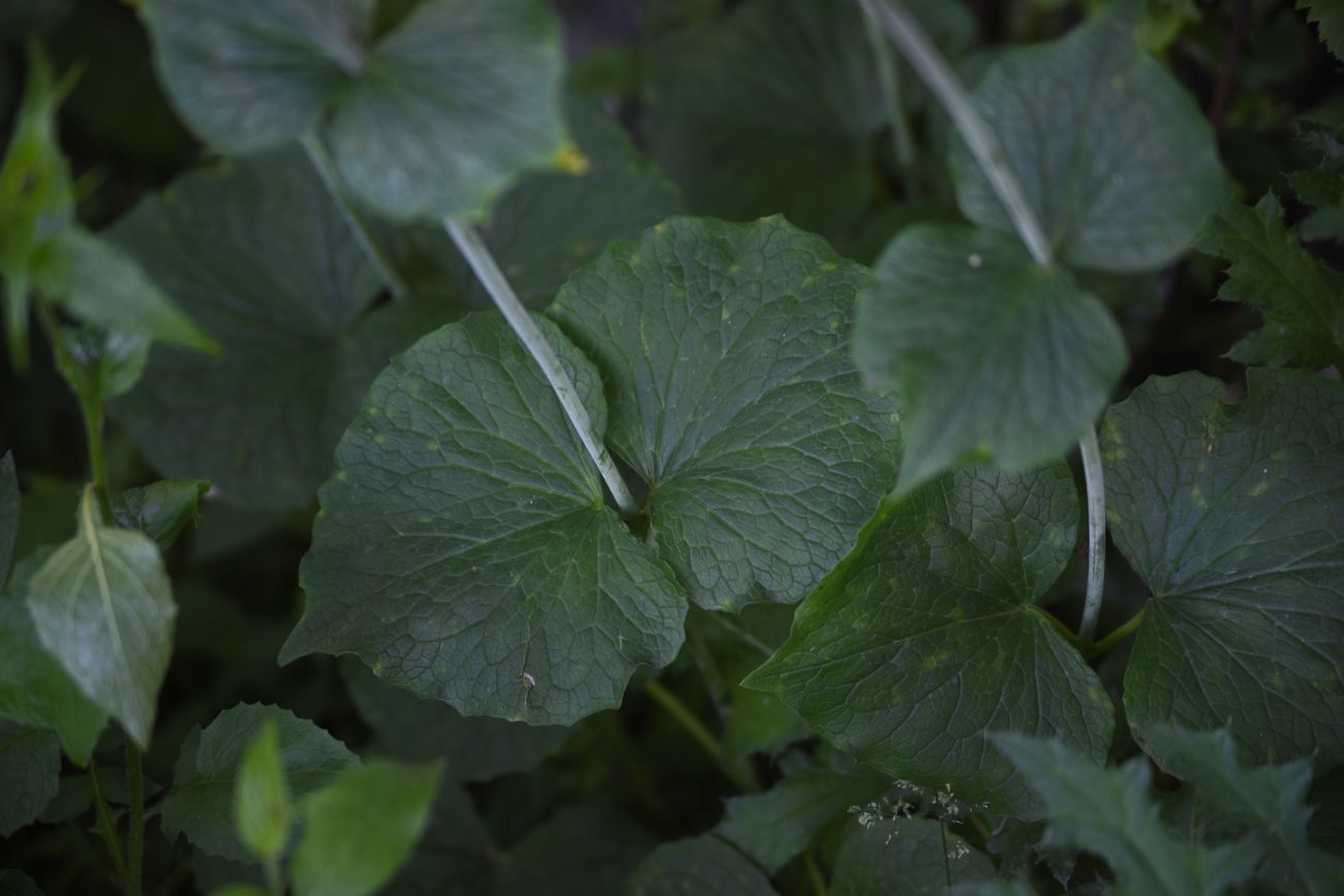 Изображение особи Valeriana alliariifolia.