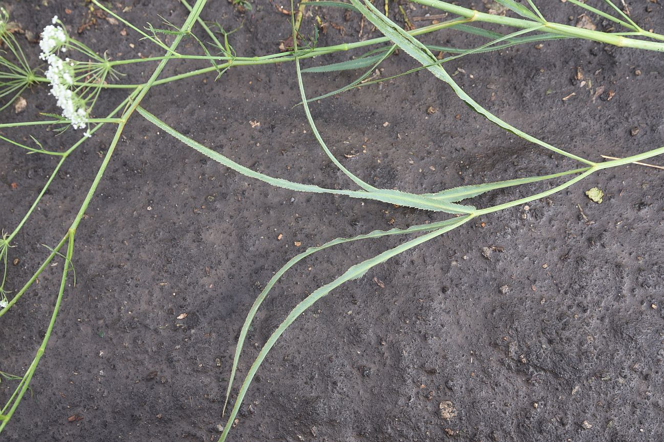 Image of Falcaria vulgaris specimen.